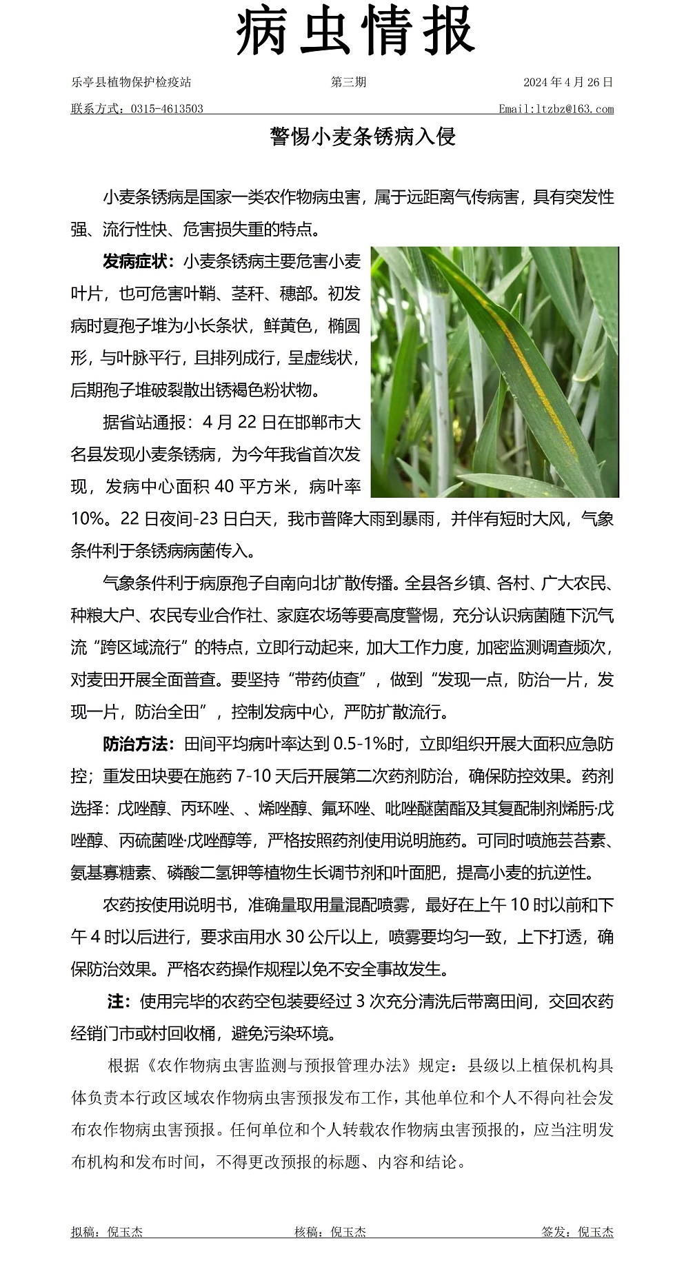 2024年病虫情报第三期警惕小麦条锈病入侵20240426.jpg